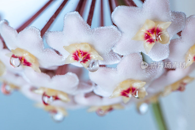 Hoya Carnosa花的特写，花吊灯，花蜜